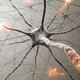Illustration for article titled "Surprising" Breakthrough in Multiple Sclerosis Mouse Study